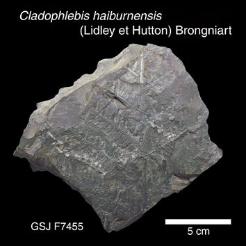 Cladophlebis haiburnensis