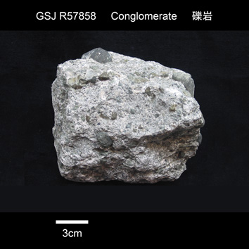 石灰質細礫亜角礫岩(石灰質細れき亜角れき岩）