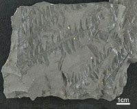 美祢層群の植物化石