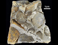 白亜紀動物化石群