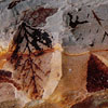 図：植物化石
