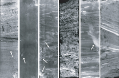 Radiographs from the GS-SK-1A core, which was drilled at a central part of the Nakagawa Lowland (quoted from Ishihara et al., 2004; in this issues)