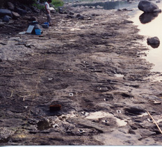 Outcrop of elephant's footprint fossils at the time of investigation.