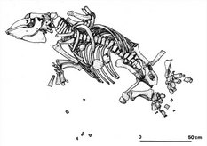Drawing of skeleton as preserved of the Utanobori specimen of Desmostylus hesperus