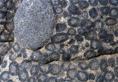 Orbicular granite in North Chile