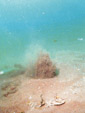 写真：雄忠志内の海底湧水（海底部