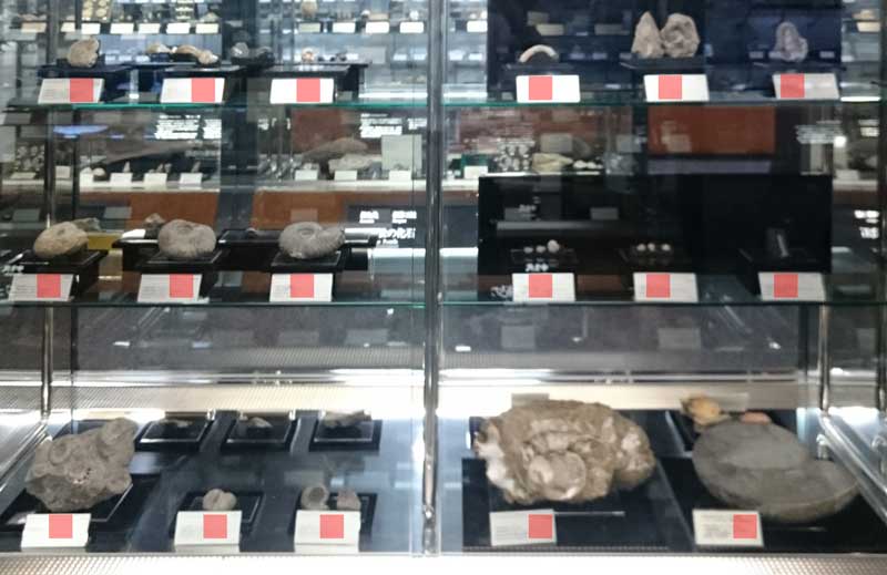 Window 10 Cretaceous 2