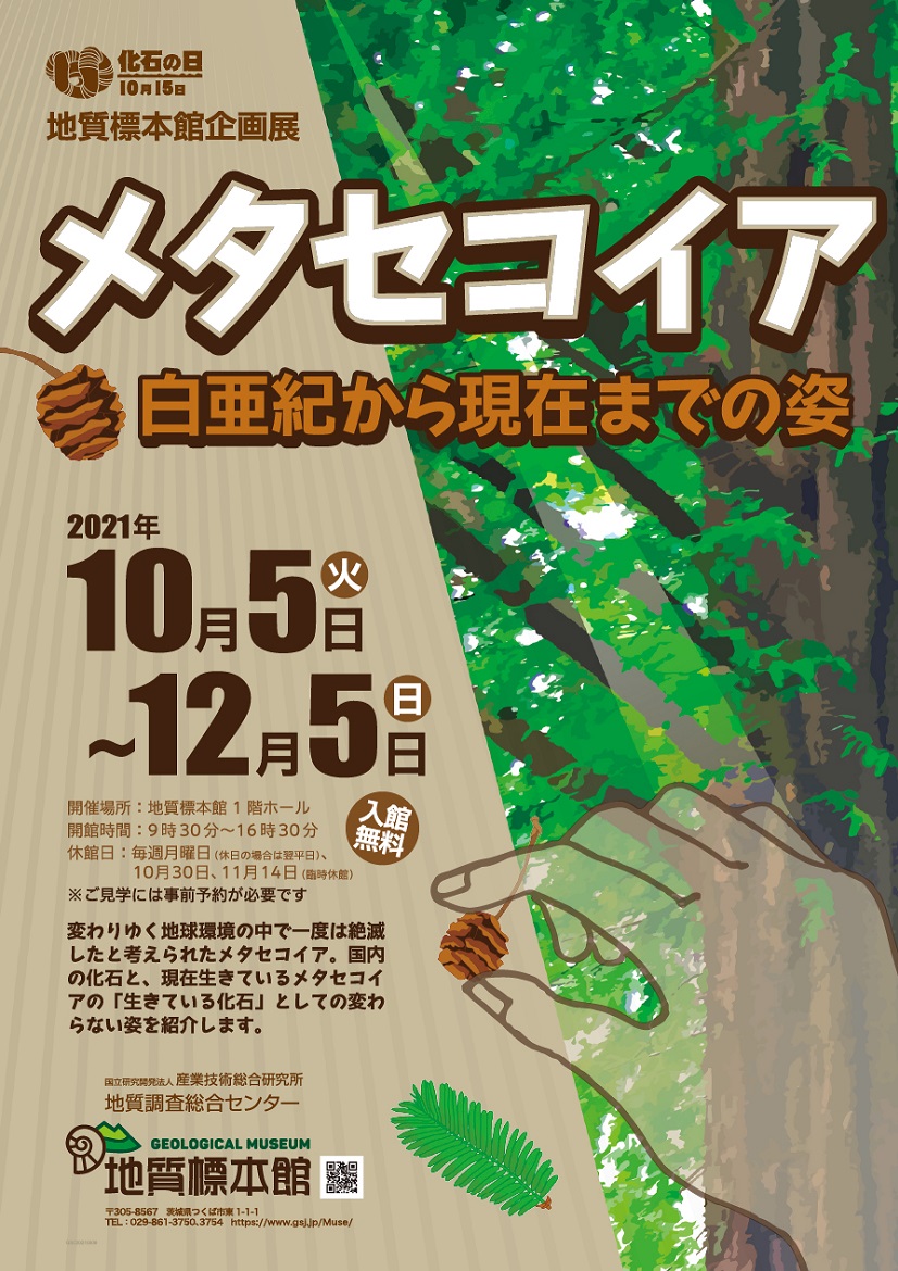 地質標本館 企画展「メタセコイアー白亜紀から現在までの姿ー」