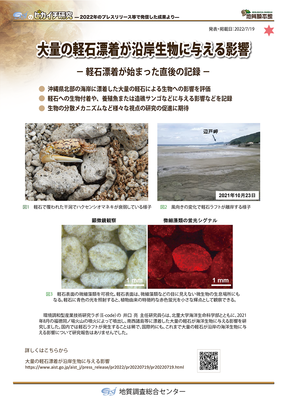 大量の軽石漂着が沿岸生物に与える影響　－軽石漂着が始まった直後の記録－