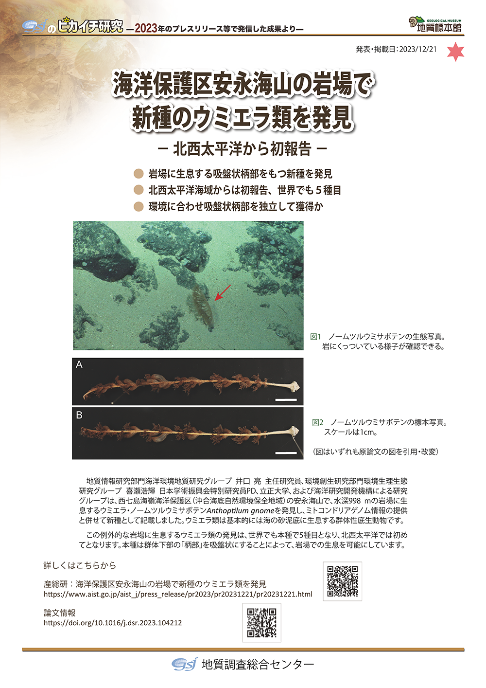 海洋保護区安永海山の岩場で新種のウミエラ類を発見