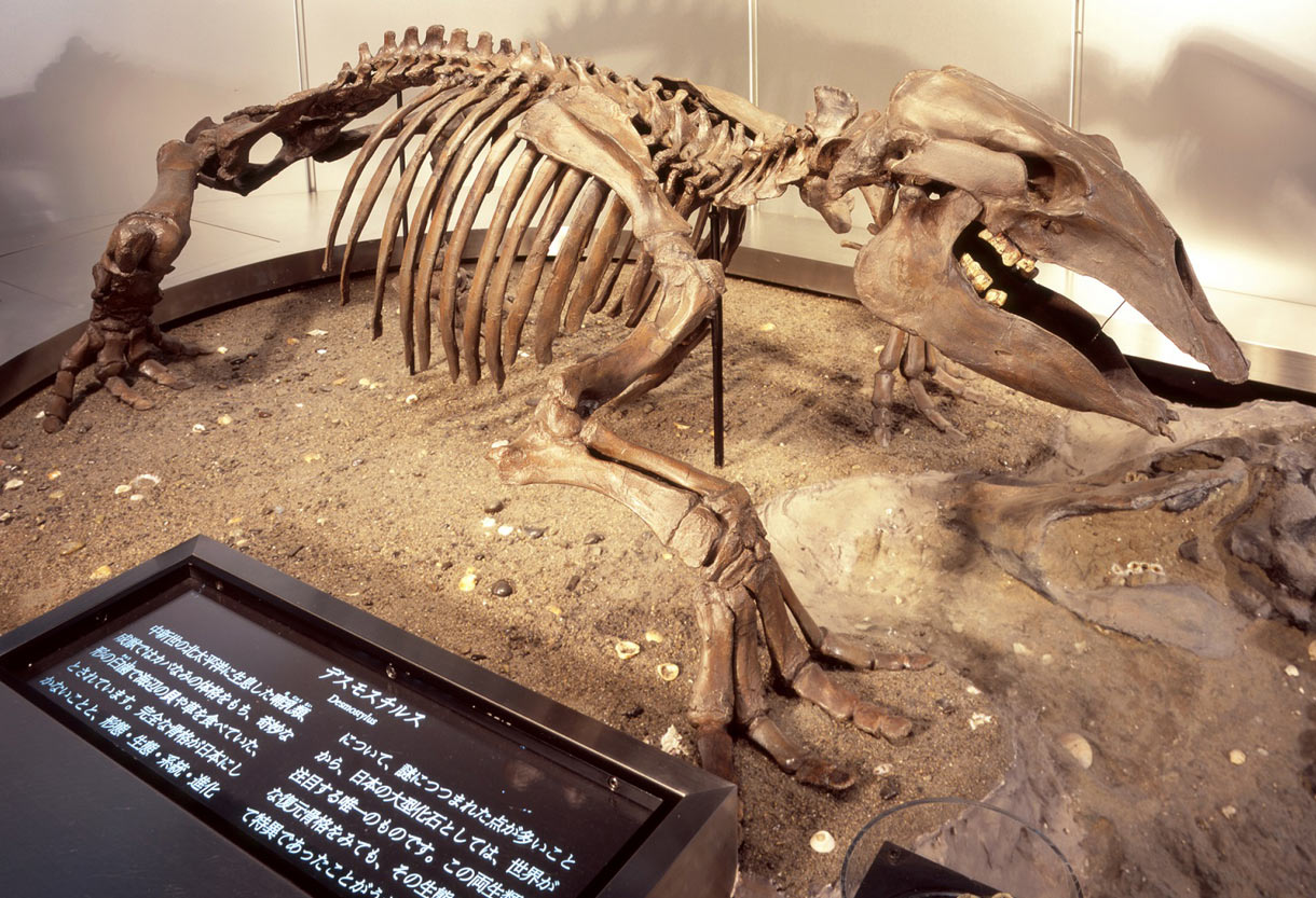 新第三紀に北太平洋の沿岸地域に生息していたホ乳類デスモスチルスの化石（レプリカ）です。