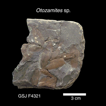 Otozamites sp. 