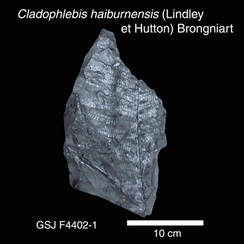 Cladophlebis haiburnensis