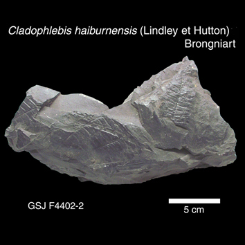 Cladophlebis haiburnensis