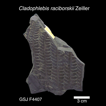 Cladophlebis raciborskii