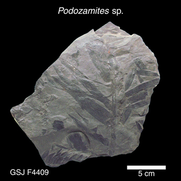 Podozamites sp. 