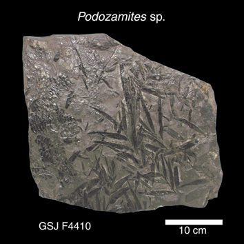 Podozamites sp. 