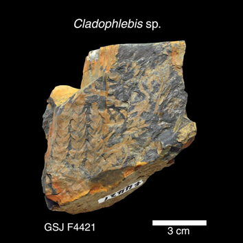 Cladophlebis sp.