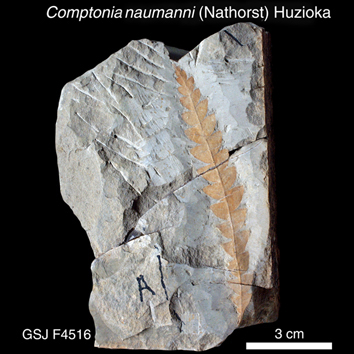 Comptonia naumanni