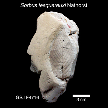 Sorbus lesquereuxi