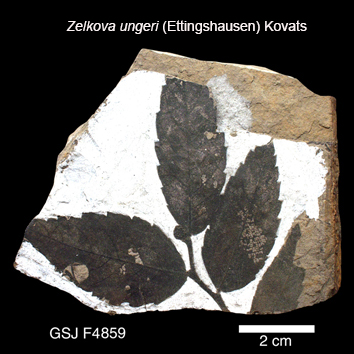 Zelkova ungeri