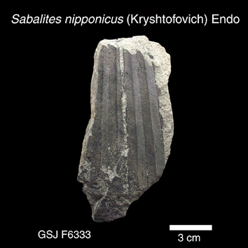 Sabalites nipponicus