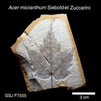 Acer micranthum