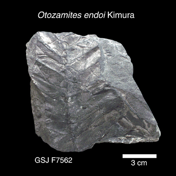 Otozamites endoi