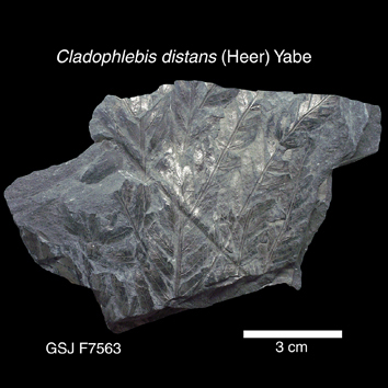 Cladophlebis distans