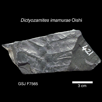 Dictyozamites imamurae