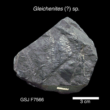 Gleichenites (?) sp. 