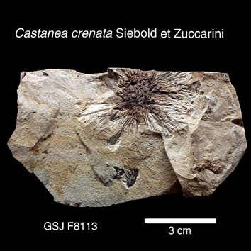 Castanea crenata