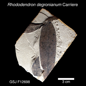 Rhododendron degronianum