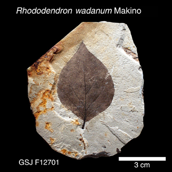 Rhododendron wadanum