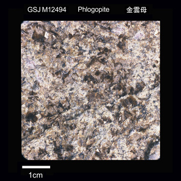 Phlogopite