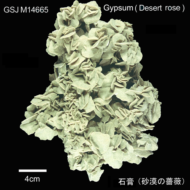 石膏(砂漠の薔薇、サバクノバラ)