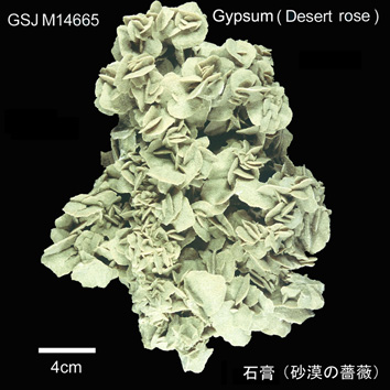 (Desert rose) Gypsum
