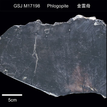 Phlogopite