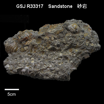 貝化石質細粒凝灰質砂岩