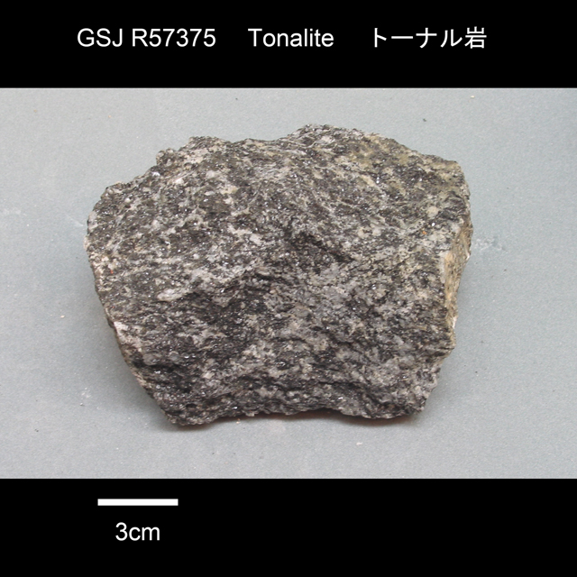 標本名：粗粒片麻状角閃石黒雲母トーナル岩