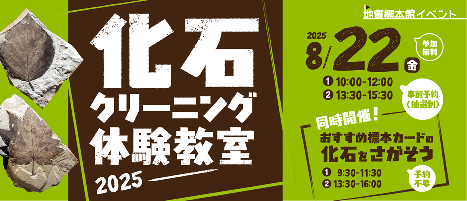 地質標本館イベント「化石クリーニング体験教室―2025―」