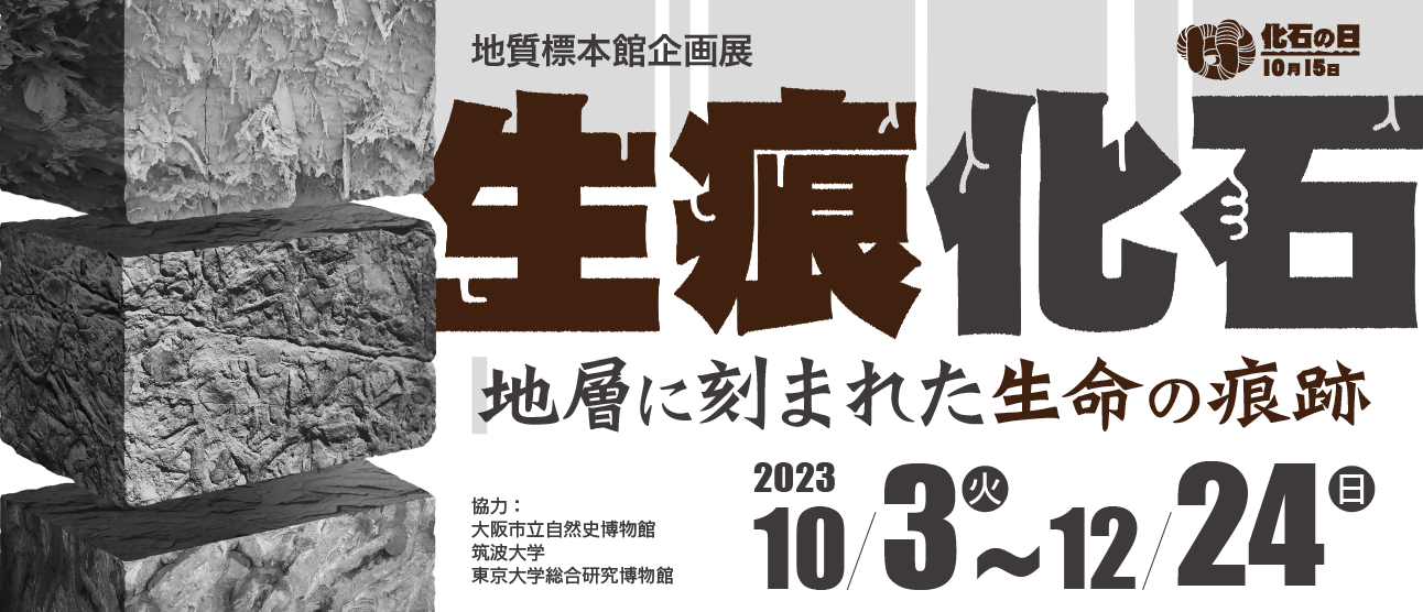 地質標本館 - 産業技術総合研究所 地質調査総合センター
