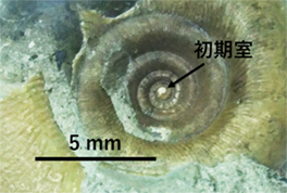 後期白亜紀のアンモナイト化石 <i>Gaudryceras denseplicatum</i> （中央部を拡大）中心にある白い卵状の部分が初期室