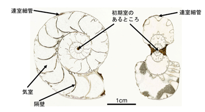 後期白亜紀のアンモナイト化石 <i>Desmoceras inflatum</i> の断面