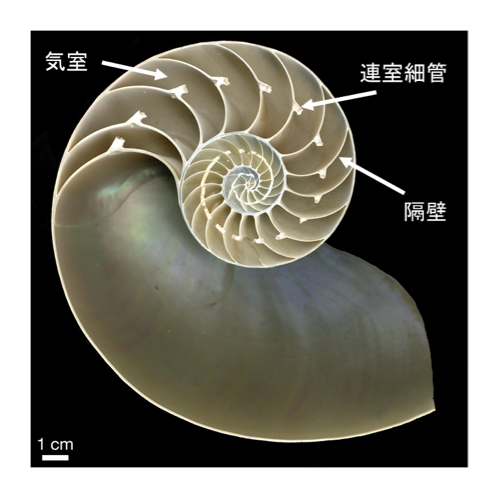 現生種のオウムガイ <i>Nautilus pompilius</i> の断面