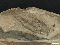 中新世魚類化石群