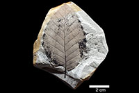 木の葉石(植物化石)