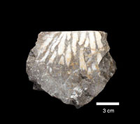 石炭紀－ペルム紀海生動物化石群