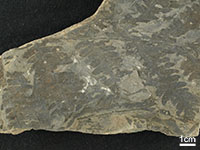 成羽植物化石群