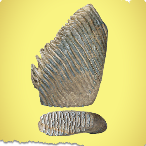 ナウマンゾウの臼歯の化石